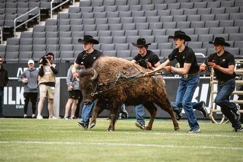 CU Buffalo Mascot: Taking Center Stage at Sporting Events Across the Nation